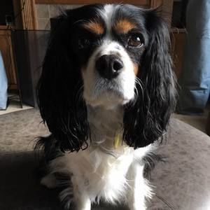 Meet your Posher, Kai